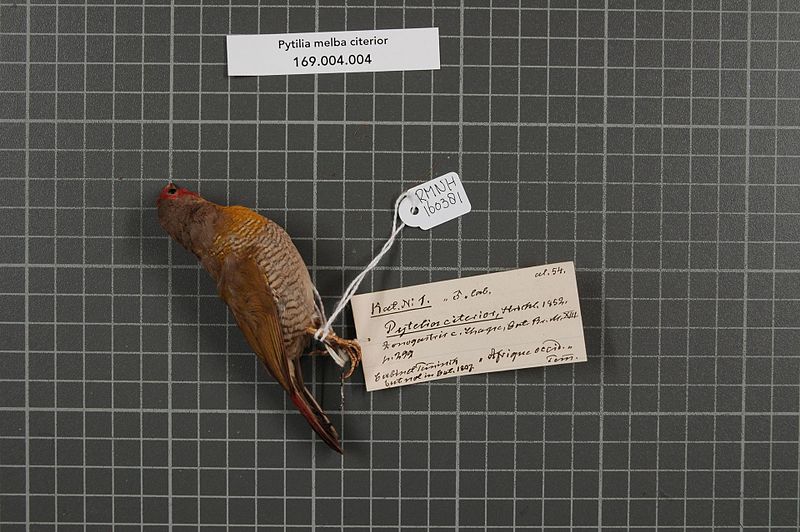 File:Naturalis Biodiversity Center - RMNH.AVES.160381 1 - Pytilia melba citerior Strickland, 1852 - Estrildidae - bird skin specimen.jpeg