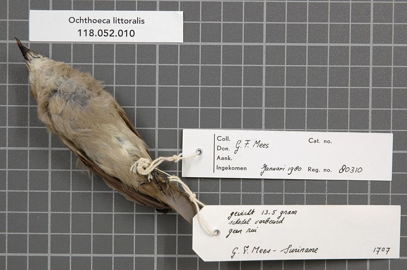 File:Naturalis Biodiversity Center - RMNH.AVES.80310 2 - Ochthoeca littoralis (Pelzeln, 1868) - Tyrannidae - bird skin specimen.jpeg