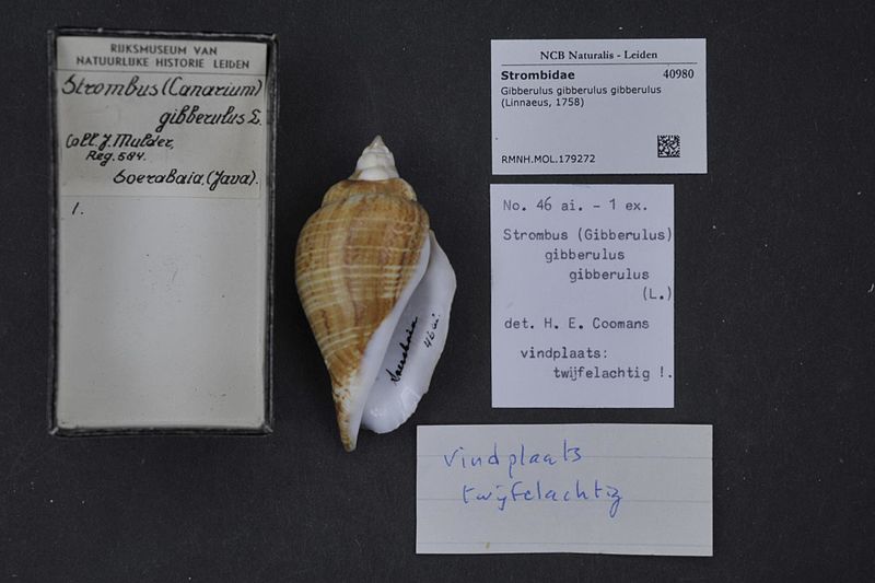 File:Naturalis Biodiversity Center - RMNH.MOL.179272 - Gibberulus gibberulus gibberulus (Linnaeus, 1758) - Strombidae - Mollusc shell.jpeg