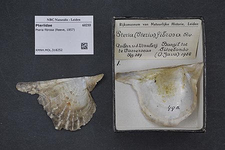 Pteria fibrosa (Reeve, 1857), museum specimens Naturalis Naturalis Biodiversity Center - RMNH.MOL.318252 - Pteria fibrosa (Reeve, 1857) - Pteriidae - Mollusc shell.jpeg