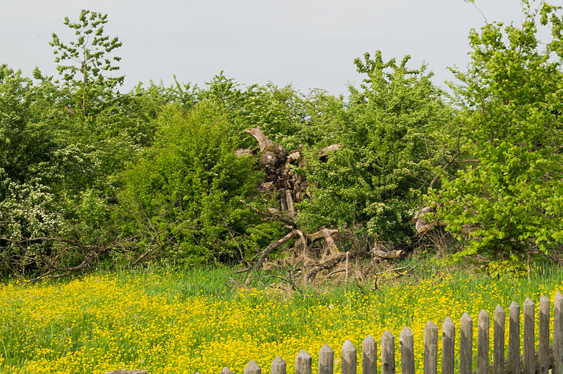 File:Naturdenkmal Bavaria - Buche 10.jpg