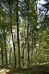 Natural monument red beech, called Kropfbüchle, identification 81150100017, ceiling Pfronn 01.jpg