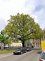 Pedunculate Oak Natural Monument Karl-Ferlemann-Straße 2 05.jpg