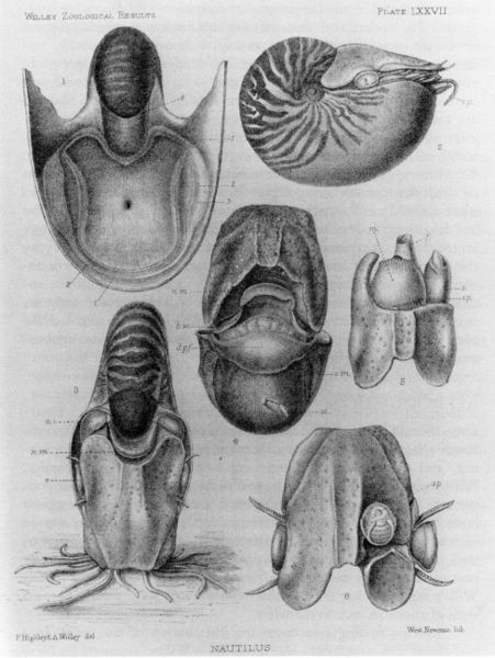 File:Nautilus macromphalus anatomy.jpg