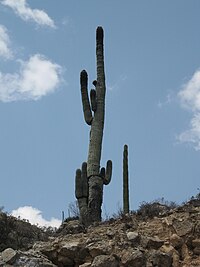 Neobuxbaumia macrocephala.JPG