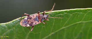 <i>Neolethaeus dallasi</i> Species of dirt-colored seed bug