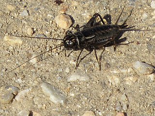 <i>Neonemobius eurynotus</i> Species of cricket