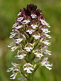 Vignette pour Orchis brûlé