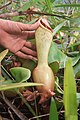 Nepenthes Clipeata.jpg