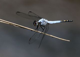 <i>Nesciothemis farinosa</i> Species of dragonfly