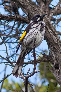 New Holland Honeyeater (Phylidonyris novaehollandiae) (8079668764) .jpg