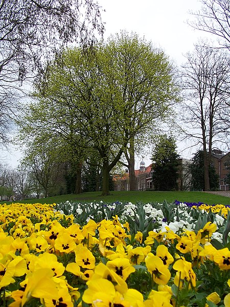 File:Nieuwe Plantage Delft - 2006 - panoramio.jpg