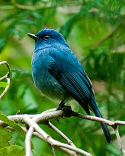 Nilgiri Flycatcher von NA Naseer.jpg