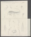 Niphargus stygius - - Print - Iconographia Zoologica - Special Collections University of Amsterdam - UBAINV0274 098 03 0011.tif