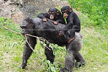 Noichi zoo10 chimpanzee.jpg