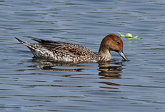 Female