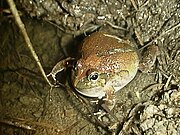 A male ornate burrowing frog calling O.ornatus2.JPG