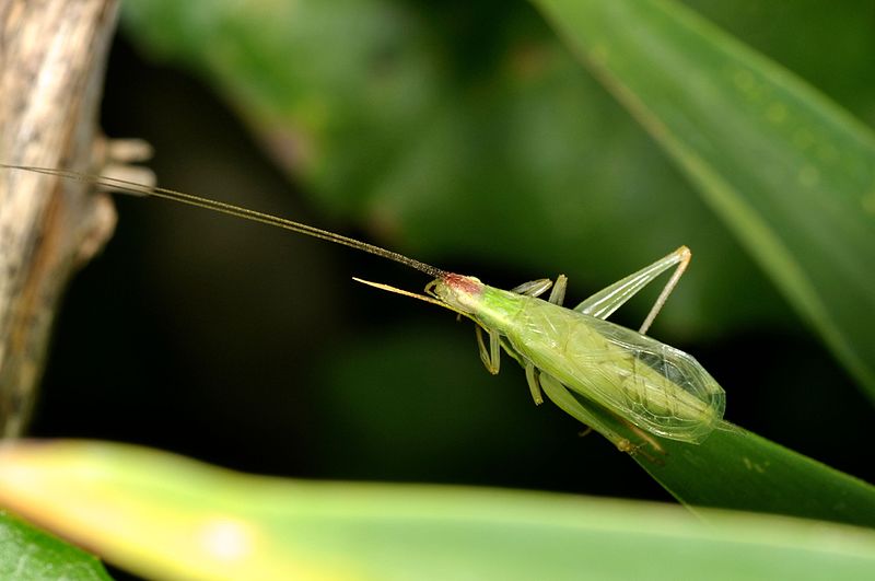 File:Oecanthus sp. (14598400801).jpg