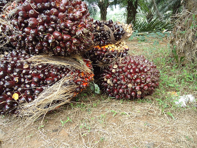 File:Oilpalm Fruit.JPG