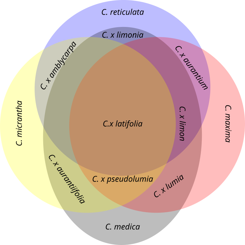 File Ollitrault citrus species system.svg Wikipedia