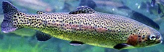 Rainbow trout are stocked in the winter months at Lake Atalanta, Arkansas. Oncorhynchus mykiss.jpg