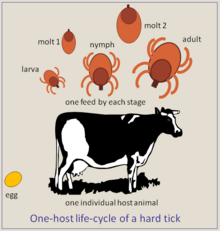 Ticks of domestic animals - Wikipedia