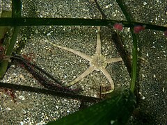 File:Ophiura albida 353011261.jpg (Category:Ophiura albida)