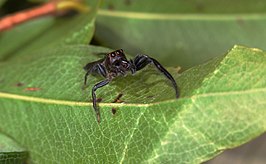 Opisthoncus mordax