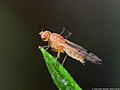 Opomyza florum (Fabricius, 1794)