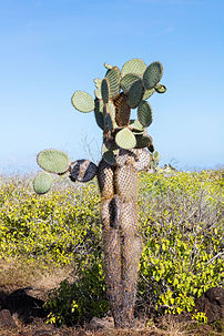 Opuntia echios, cactus endémique des îles Galápagos. (définition réelle 5 792 × 8 688)