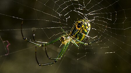 Tập_tin:Orchard_Spider_in_web.JPG