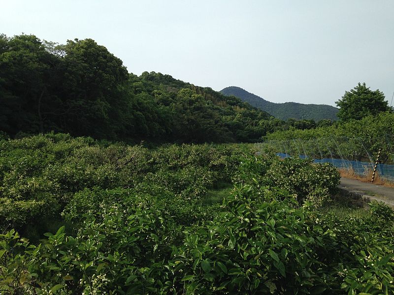 File:Orchard and Mount Oasayama 20160505.JPG