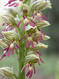 Orchis galilaea 8.JPG