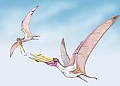 Life restoration of the Late Cretaceous pterosaur Cimoliopterus (left) stealing fish from another pterosaur OrnitocheiridsDB.jpg