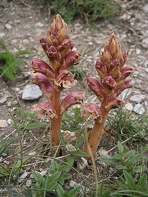 Thyme summer root (Orobanche alba)