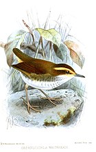 Painting of a short-tailed bird with a brown back, white underparts, and a buffy eyebrow
