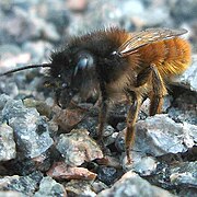 Osmia bicornis-f.jpg