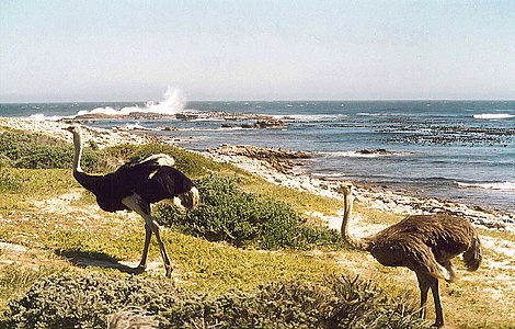 Cape of Good Hope yakınlarındaki yabani kuşlar, Güney Afrika