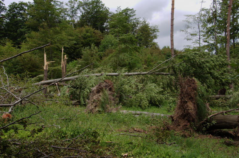 File:Ottrau Ottrau Windbruch Windwurf 20130621 b.png