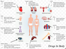 Drugs In Body Outline Of Drugs In Body.png