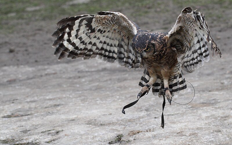 File:Owl in Flight.jpg