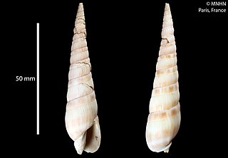 <i>Oxymeris gouldi</i> Species of gastropod