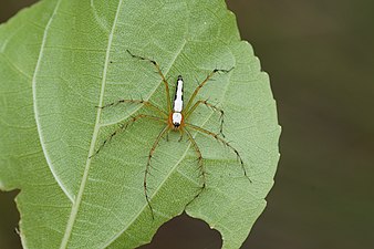 Oxyopes shweta