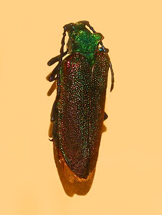 <i>Cheloderus childreni</i> Species of beetle