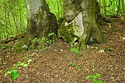 Čeština: Přírodní rezervace Vršatské bradlá, okres Ilava