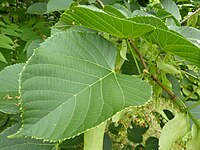 Tilia nobilis