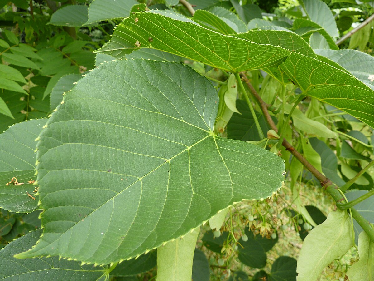 Tilia cordata «Red Leaf