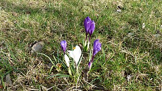 Crocus