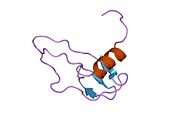 1ikl​: NMR studija monomernog ljudskog interleukina 8 (minimizovana srednja struktura)