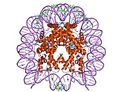 1m19: Vezivanje liganda menja strukturu i dinamiku nukleozomne DNK